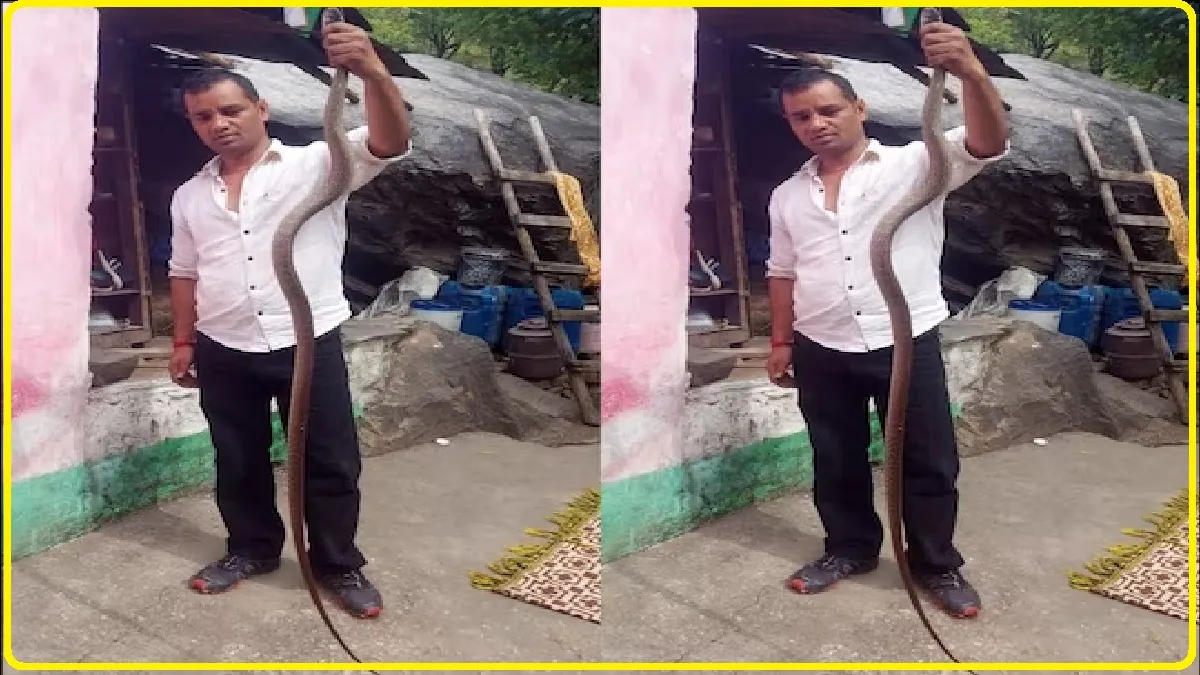 Himachal News: घर में घुसा 7 फीट लंबा कोबरा सांप, सोनू ने नंगे हाथों से पकड़ा, फिर जंगल में छोड़ा, यहां देखें जबरदस्त वीडियों