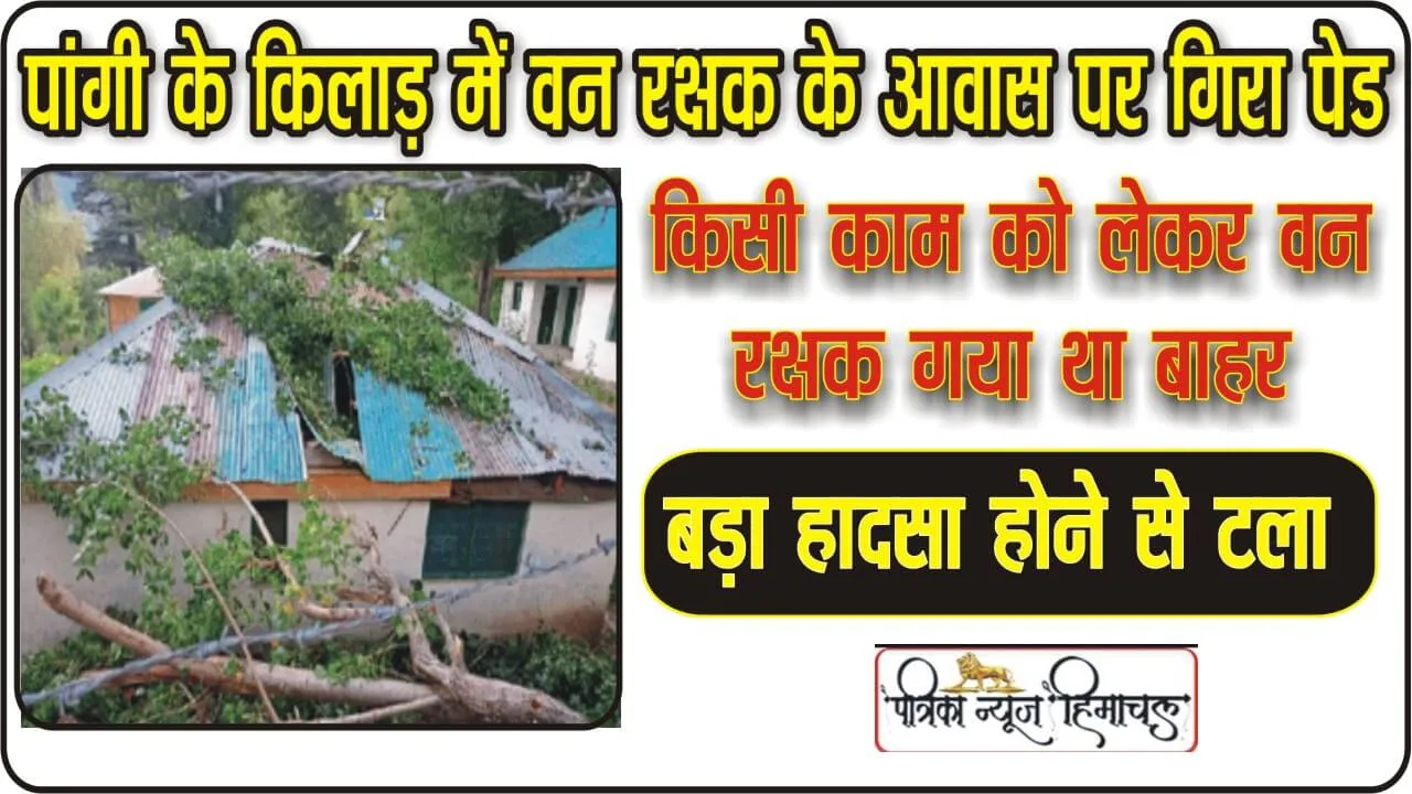 पांगी में वन रक्षक के आवार पर गिरा भारी भरकम पेड़, बड़ा हादसा होने से टला ।। Chamba Pangi News