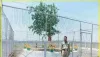 Bodhi Varaksh || इस पेड़ को मिलती है Z+ सिक्योरिटी, देखभाल में सरकार खर्च करती है 15 लाख, जानिए क्यों है इतना खास