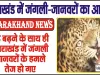 Uttarakhand News || उत्तराखंड में नहीं थम रहा जंगली-जानवरों का आतंक, 11 लोगों की गई जान
