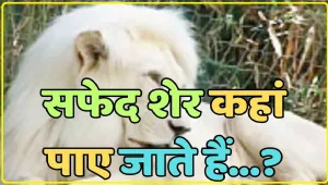 General Knowledge Trending Quiz || सफेद शेर कहां पाए जाते हैं?