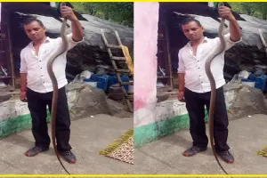 Himachal News: घर में घुसा 7 फीट लंबा कोबरा सांप, सोनू ने नंगे हाथों से पकड़ा, फिर जंगल में छोड़ा, यहां देखें जबरदस्त वीडियों