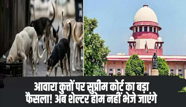 Stray Dogs in India
