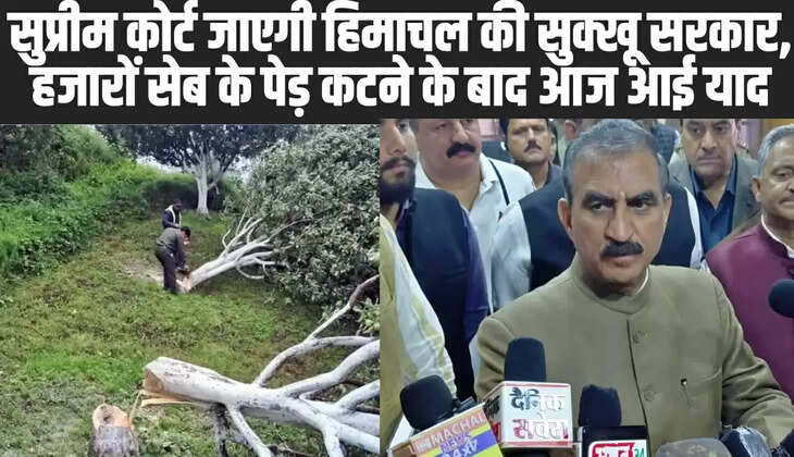 Himachal News: सुप्रीम कोर्ट जाएगी हिमाचल की सुक्खू सरकार, हजारों सेब के पेड़ कटने के बाद आज आई याद