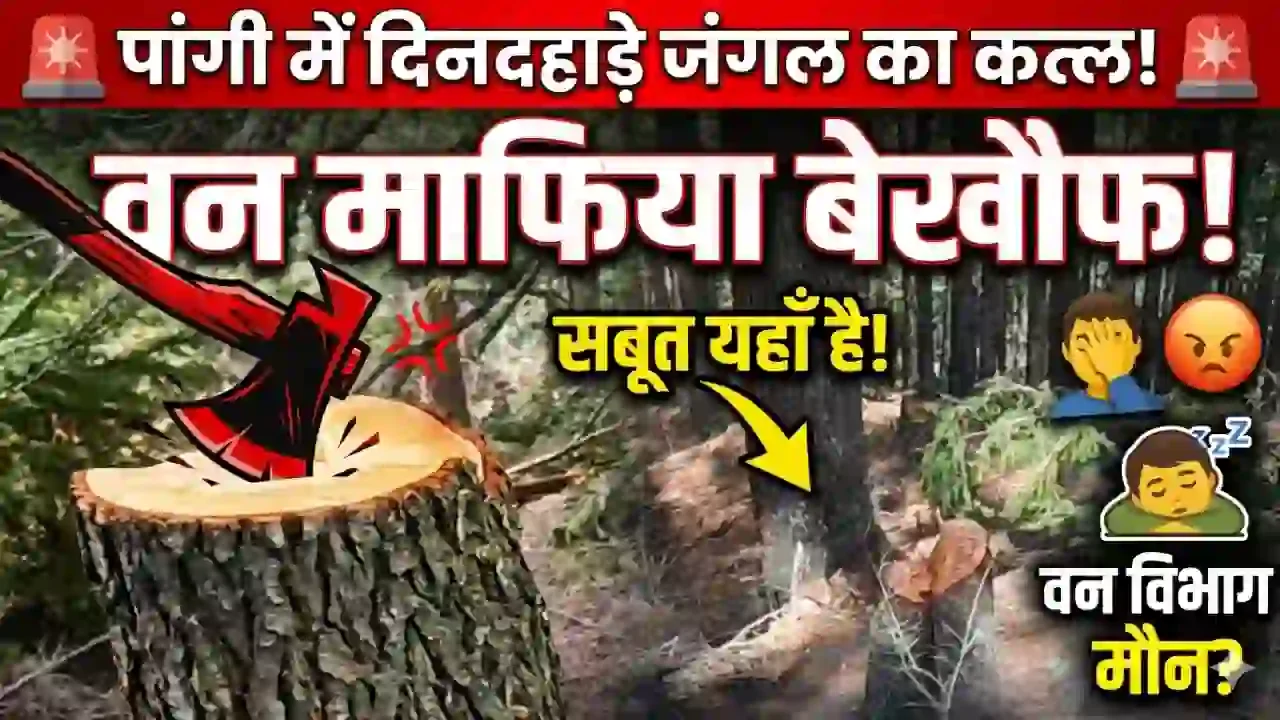 Chamba Pangi News: पांगी में वन माफिया का तांडव, अधिकारियों की नाक के नीचे कट रहे देवदार के हरे पेड़