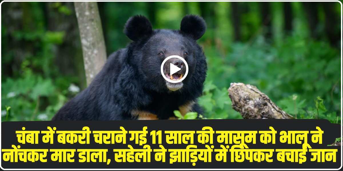 Chamba Bear Attack । (Source: Social Media)