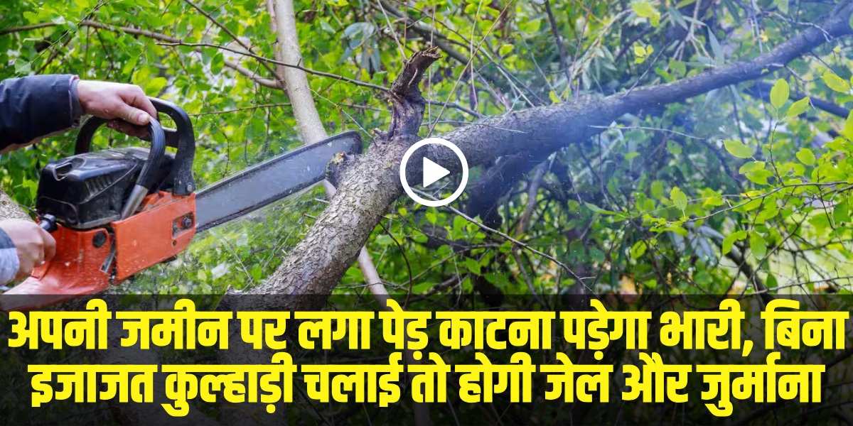 निजी जमीन पर भी हरे पेड़ काटने के लिए वन विभाग से लेनी पड़ती है इजाजत। | Source: Social Media)