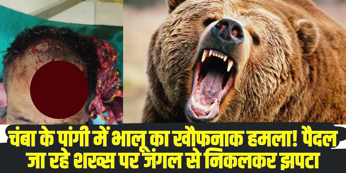 Bear Attack in Pangi : credit social media