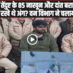 Himachal Wildlife Raid: